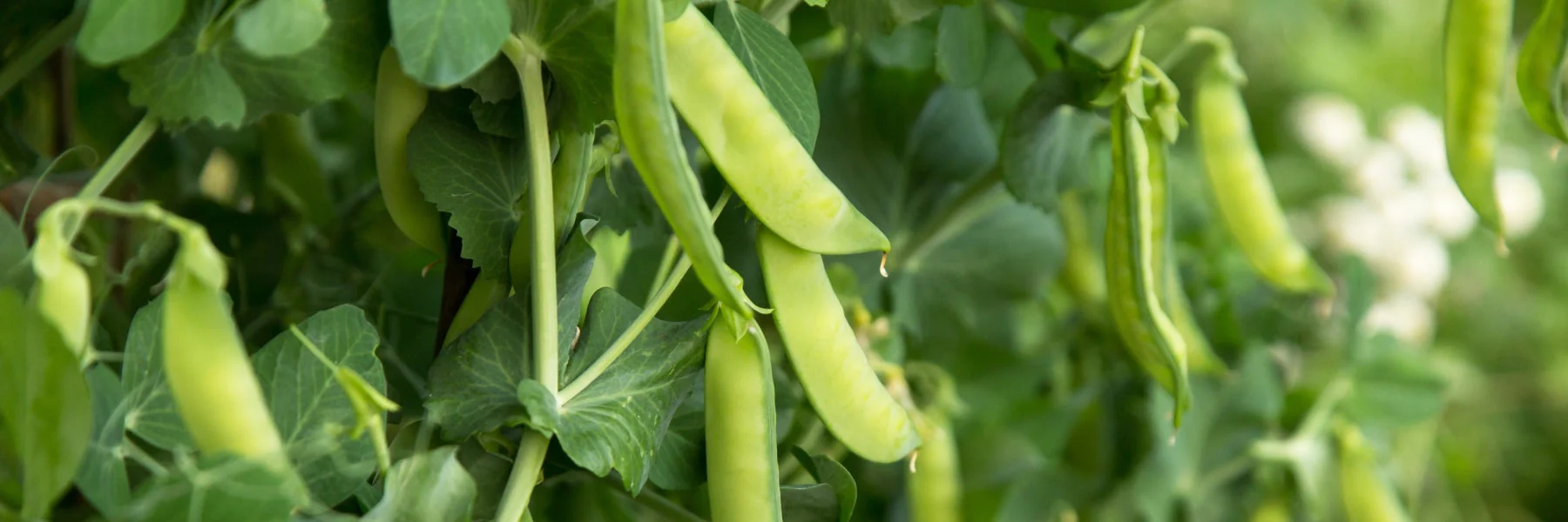 Cheema Enterprises Pea Varieties