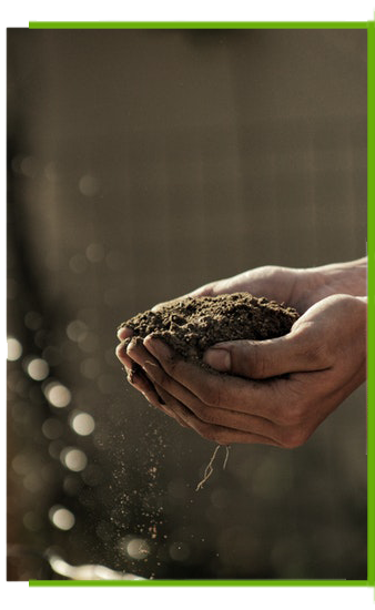 Organic Natural Seed Manufacturer