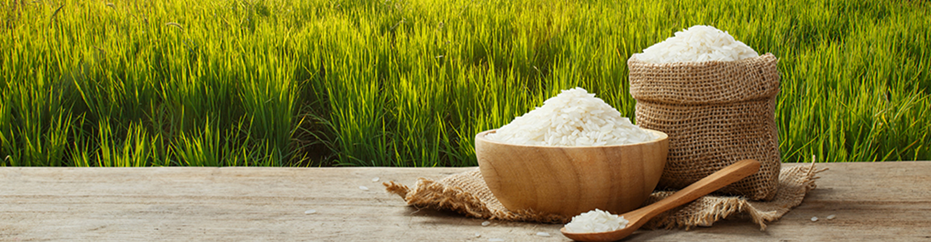 Paddy Seeds Cheema Enterprises